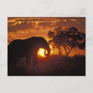 Carte Postale Botswana, Parc national de Chobe, Bull Elephant