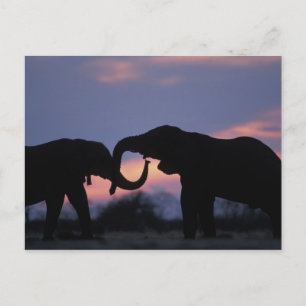 Carte Postale Botswana, parc national de Chobe, Éléphants