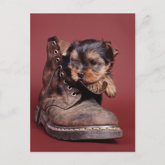 Carte Postale Bottes Yorkie (Devant)