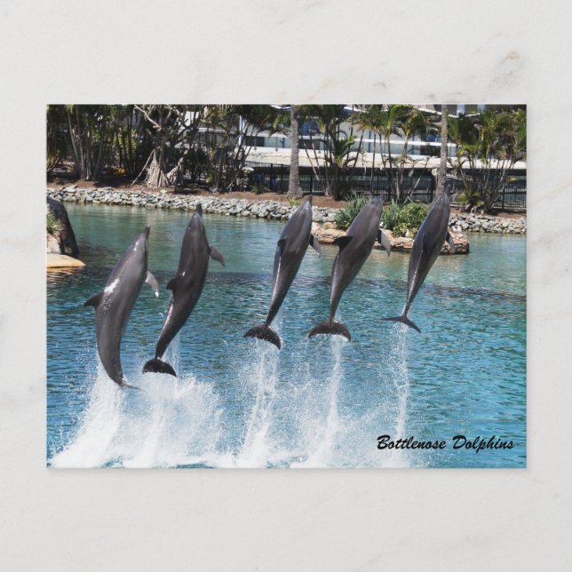 Carte Postale Bottlenose Dolphin (Devant)