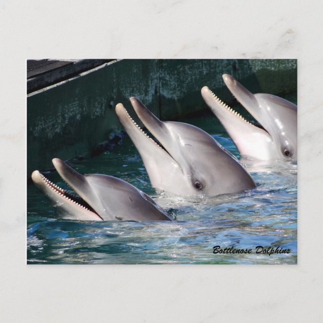 Carte Postale Bottlenose Dolphin (Devant)