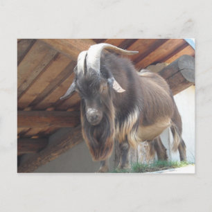 Carte Postale Bouc