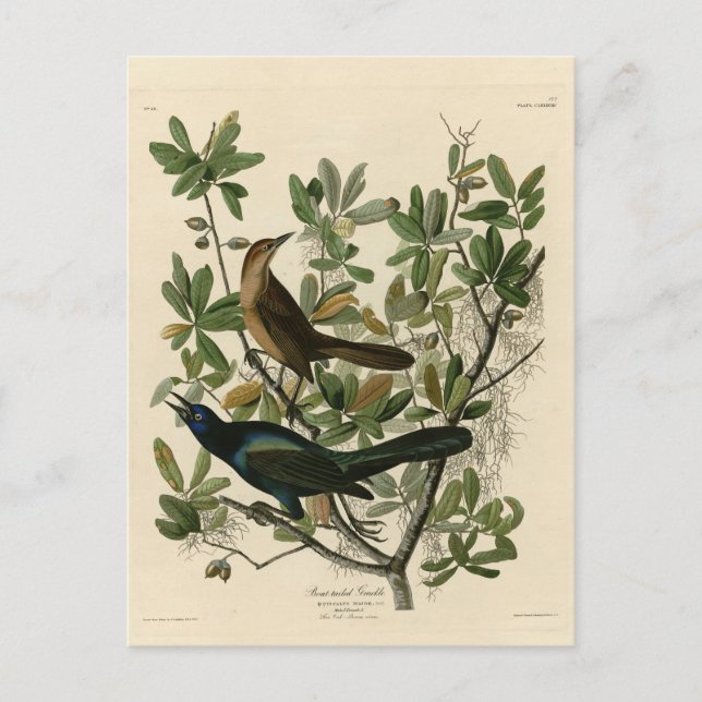 Carte Postale Bouche à queue de bateau - Audubon's Birds of Amer (Devant)