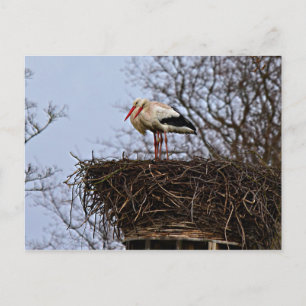 Carte Postale Bouche dans le nid
