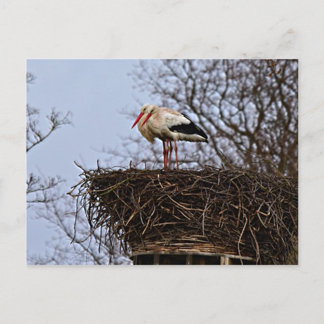 Carte Postale Bouche dans le nid (Devant)
