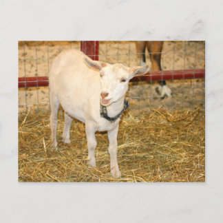 Carte Postale Bouche de chèvre à levis Saanen ouverte