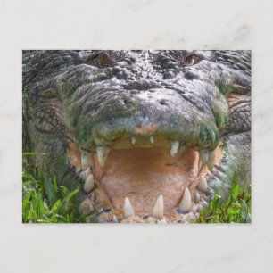 Carte Postale Bouche de crocodile d'eau salée sauvage ouverte