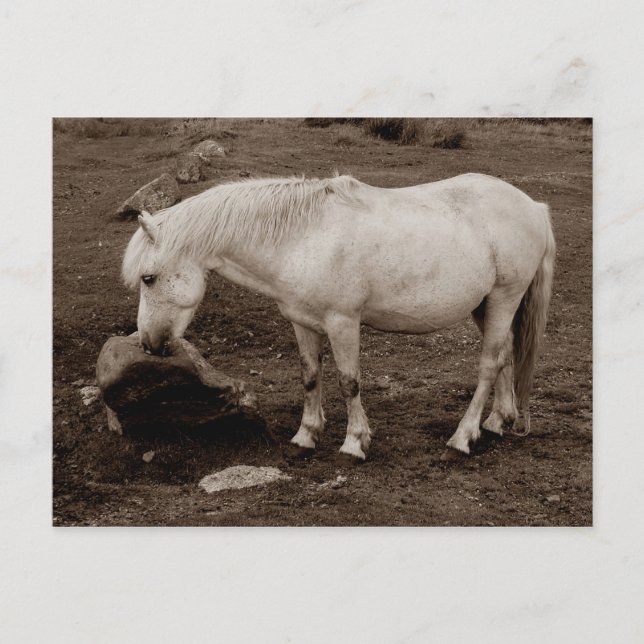Carte Postale Bouche de poney foncé frottant sur la roche ( sépi (Devant)