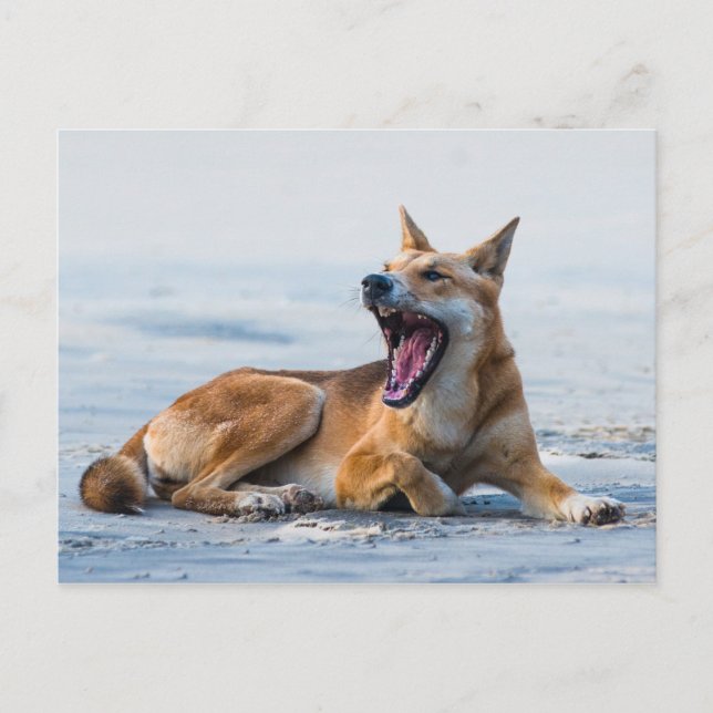 Carte Postale Bouche Dingo ouverte large, Fraser Island Australi (Devant)