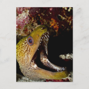 Carte Postale Bouche d'un Yellowedge