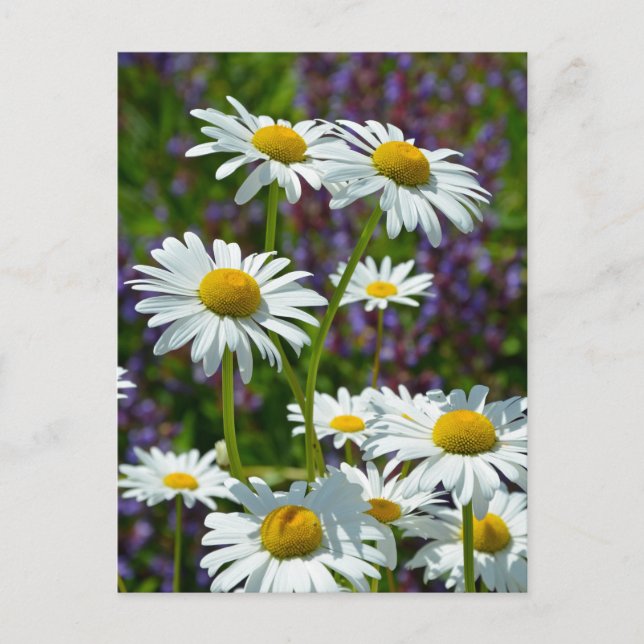 Carte Postale Bouches de printemps blanches en fleurs (Devant)