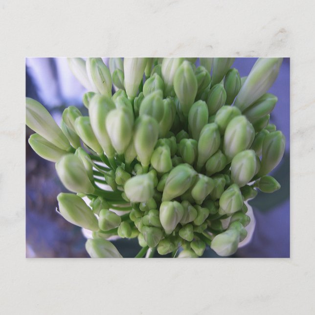 Carte Postale Boucles d'Allium blanc (Devant)