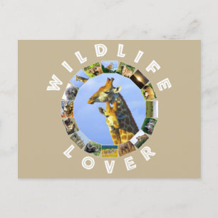 Carte Postale Bouddles de Giraffe, amoureux de la faune