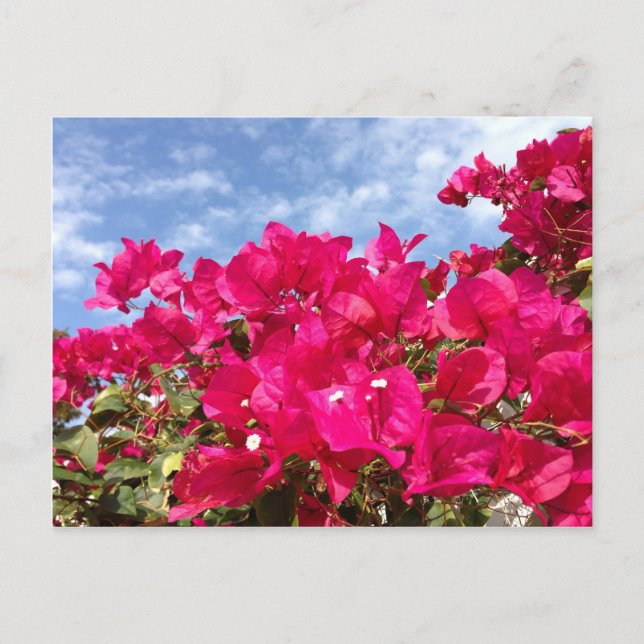 Carte Postale Bougainvillea et Beau Ciel Bleu (Devant)