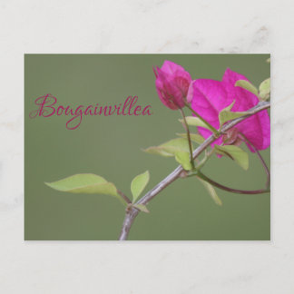Carte Postale Bougainvillea rose Elegant Australien
