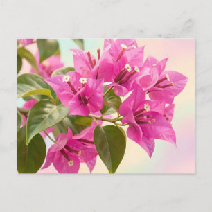 Carte Postale Bougainvillea Tropical Floral Rose Vibrant