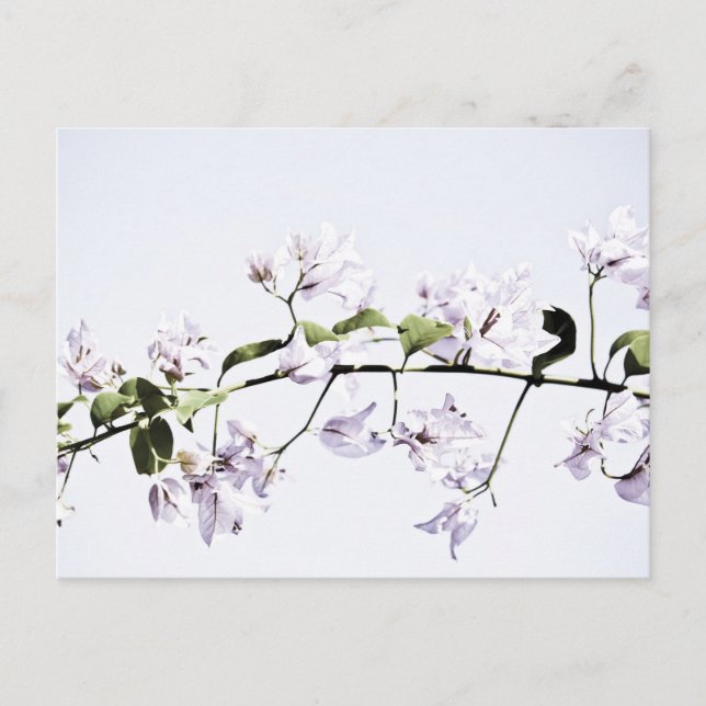 Carte Postale Bougainvillée (Devant)
