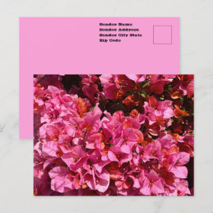 Carte Postale Bougainvillée rose Arbuste grimpant tropical Photo