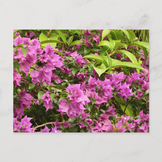 Carte Postale Bougainvillées tropicales violettes (Devant)