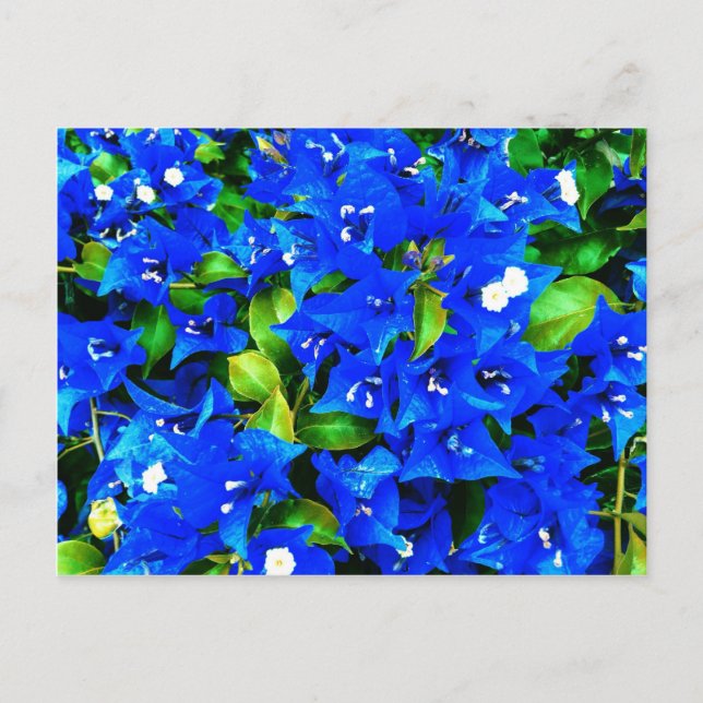 Carte Postale Bougainvilliers bleus vifs Fleurs (Devant)