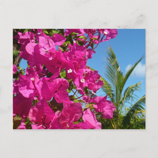 Carte Postale Bougainvilliers et palmiers paysage tropical (Devant)