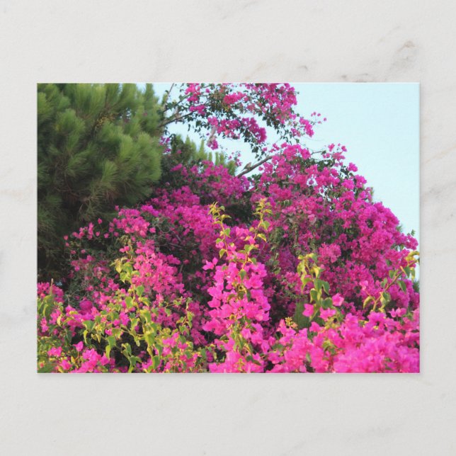 Carte Postale Bougainvilliers rose vif (Devant)