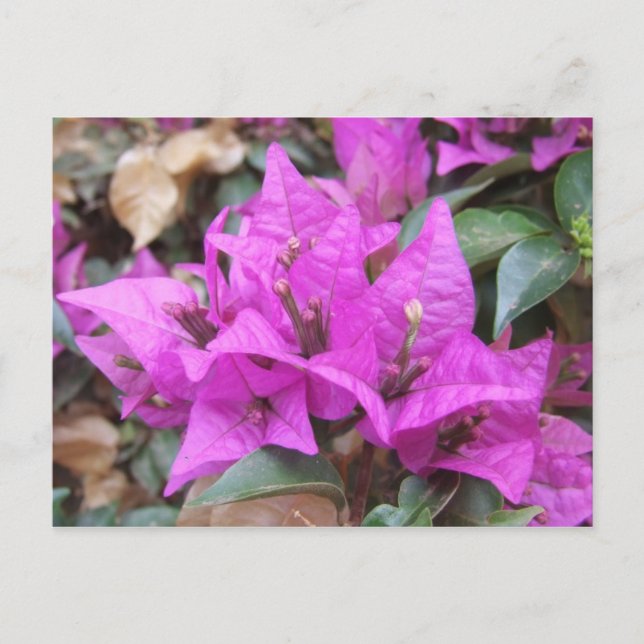 Carte postale Bougainvilliers roses (Devant)