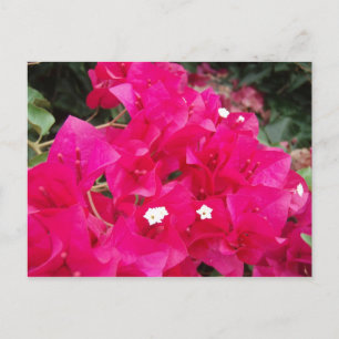Carte Postale Bougainvilliers rouges
