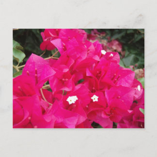 Carte Postale Bougainvilliers rouges