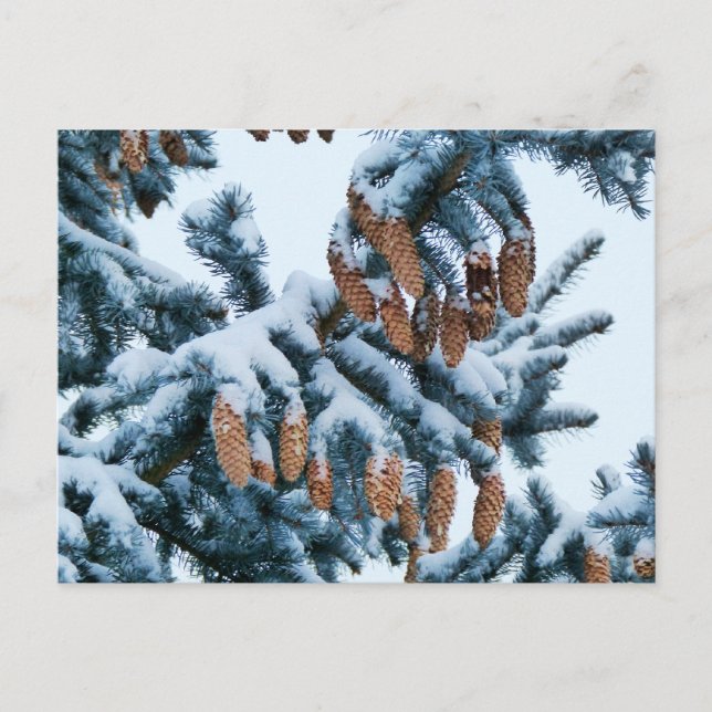 Carte Postale Bouges d'épicéa couvert de neige et Pinecones (Devant)