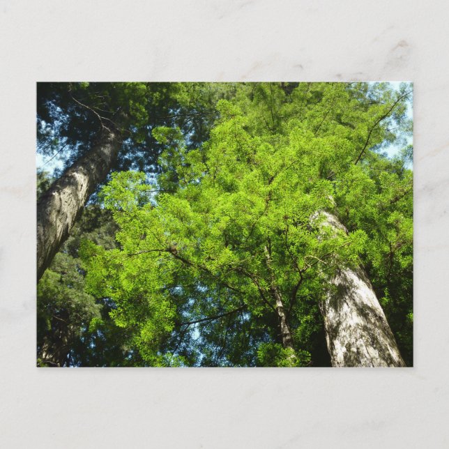 Carte Postale Boughs de séquoia dans le parc national Redwood (Devant)