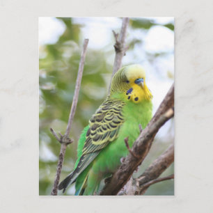 Carte Postale bougie