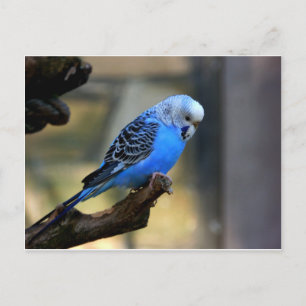 Carte Postale Bougie bleue