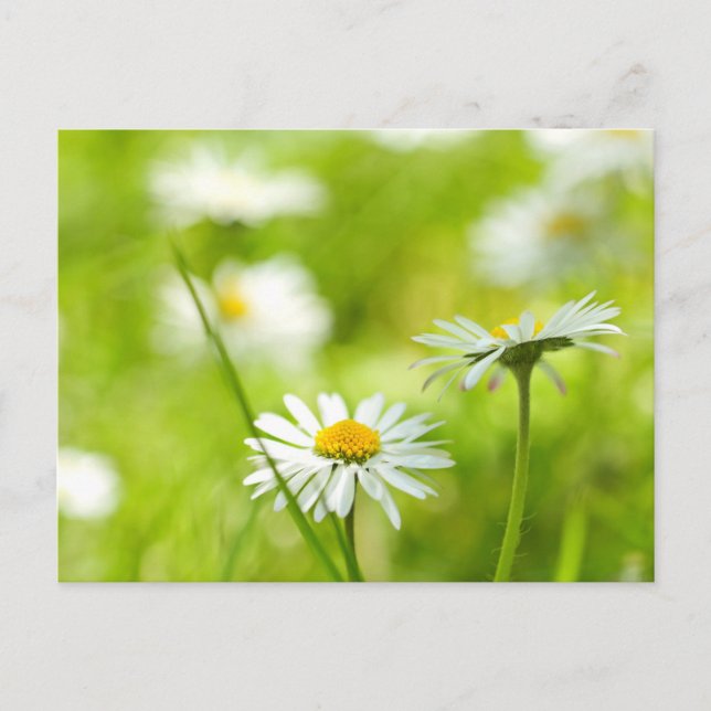 Carte Postale Bougie de printemps près (Devant)