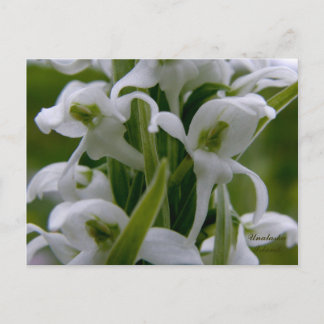 Carte Postale Bougie Fleurs d'orchidées, île de l'Unalaska