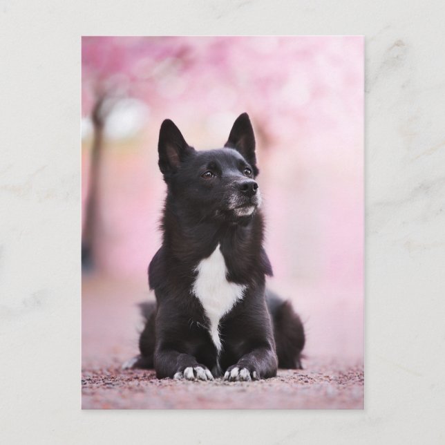 Carte Postale Bouhund norvégien noir et fleurs de cerisiers (Devant)