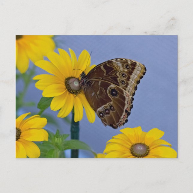Carte Postale Boukeye papillon sur marguerite jaune (Devant)