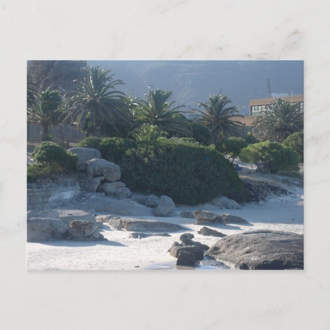 Carte Postale Boulders Beach - Cape Town (Devant)