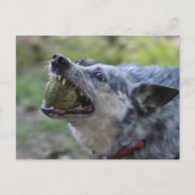 Carte Postale Boule à dents (Devant)