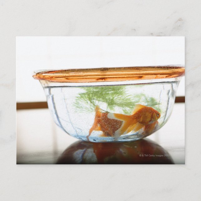 Carte Postale Boule de poisson d'or (Devant)