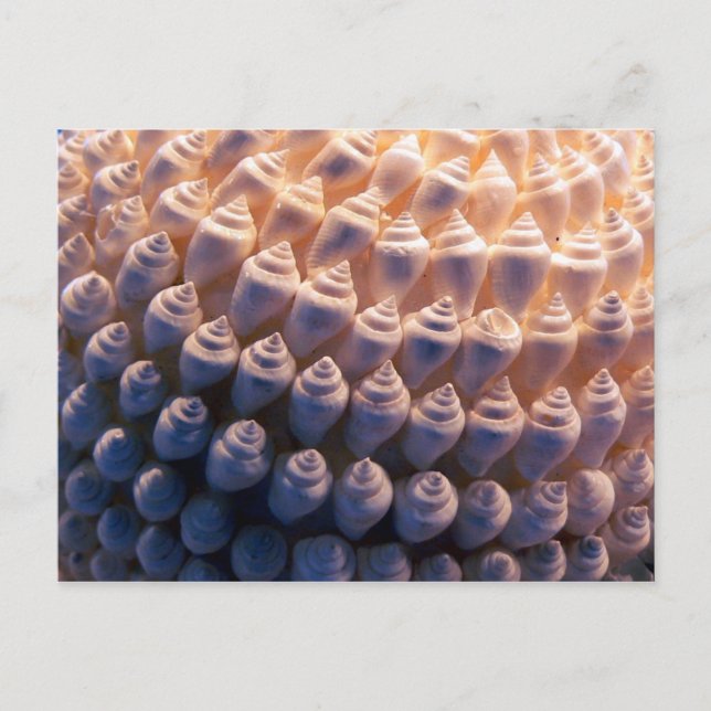 Carte Postale Boule Shell (Devant)