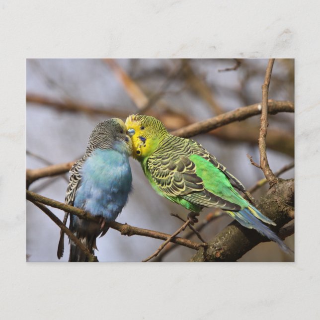 Carte Postale Bouleau bleu et vert sur une branche d'arbre (Devant)