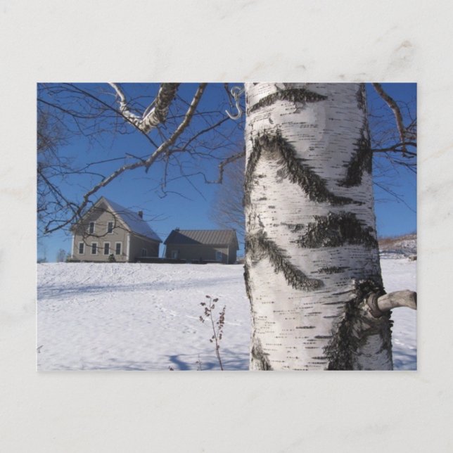 Carte Postale bouleau et maison (Devant)
