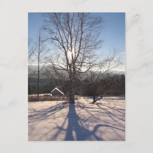 Carte Postale bouleau extensible (Devant)