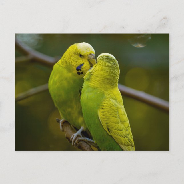 Carte Postale Bouleau jaune vert mignon sur une branche d'arbre (Devant)