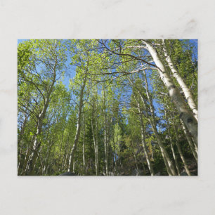 Carte Postale Bouleaux d'été aux montagnes Rocheuses
