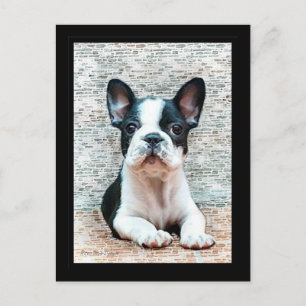 Carte postale Bouledogue Français