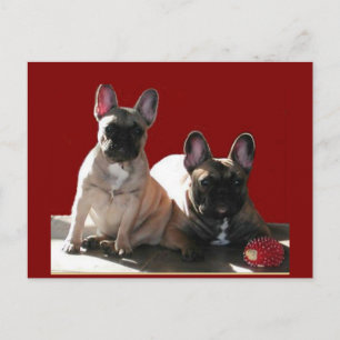 Carte Postale Bouledogue français Anniversaire French Bulldog
