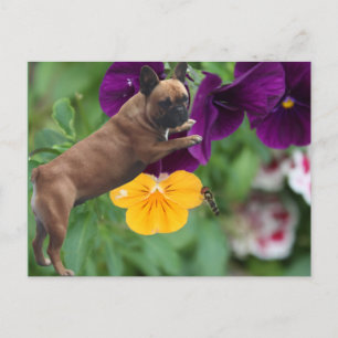 Carte Postale Bouledogue français avec des fleurs Bouledogue fra