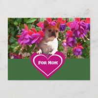 Bouledogue français coeur Mère Bouledogue Français